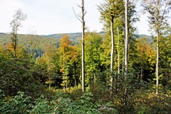 Durch die Kinderstube kleiner Buchen unter dem lichten Blätterdach der über 100jährigen führt der Weg hinab ins Tal. Durch die Kinderstube kleiner Buchen unter dem lichten Blätterdach der über 100jährigen führt der Weg hinab ins Tal.